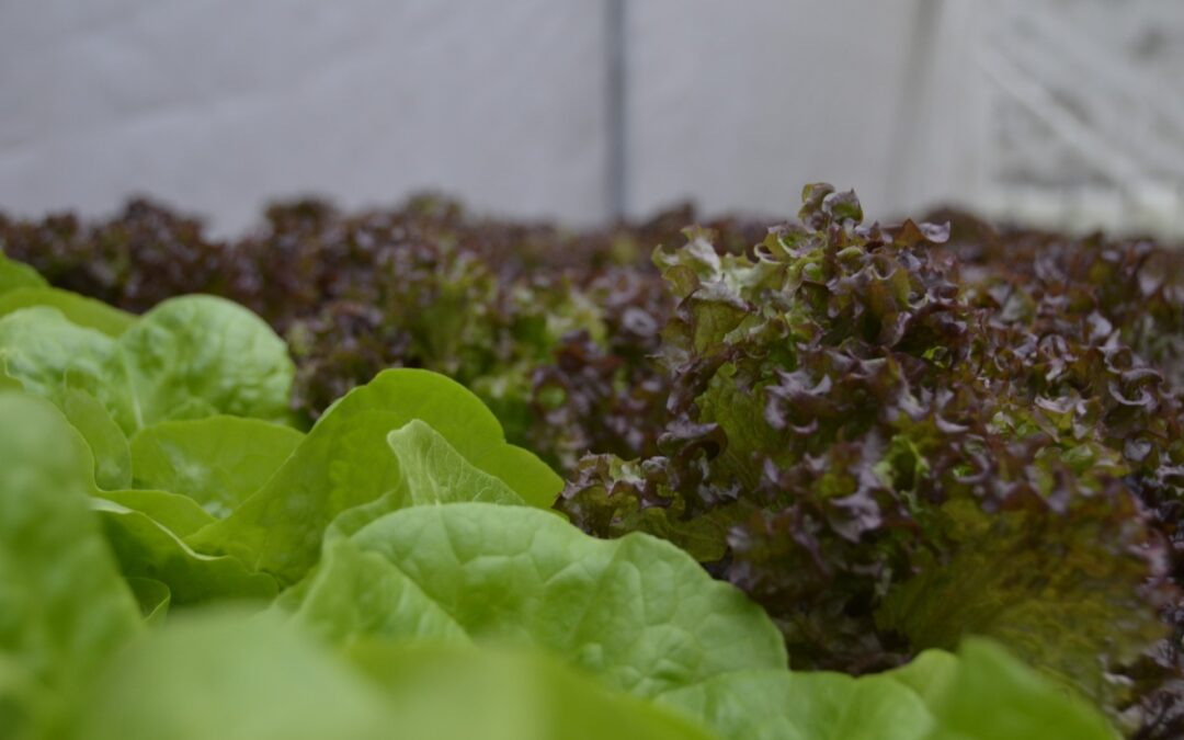 RanoKau, el emprendimiento chileno de agricultura hidropónica que trae la huerta del campo a la ciudad