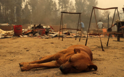 Ayuda para los dueños: Constanza Palominos, la joven viñamarina que fotografía animales heridos por el incendio en la Región de Valparaíso