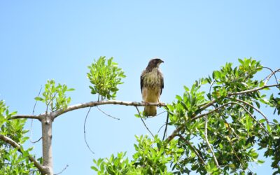 Rapaces Australes: inauguran en Valdivia el primer centro de reproducción de aves rapaces del sur de Chile en un compromiso por su conservación