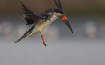 Alas del desierto: descubriendo los secretos de los humedales costeros que guían a las aves migratorias