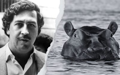 Cuando la ostentación amenaza a la biodiversidad: los hipopótamos de Pablo Escobar en Colombia