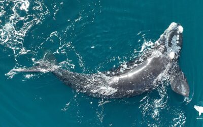 Mariano Sironi: una vida dedicada a la investigación y comprensión de la ballena franca austral