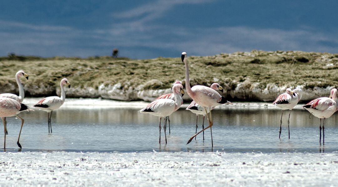 Actividad irregular de empresa minera Quiborax S.A. amenaza la subsistencia de tres especies de flamencos en el Salar de Surire ubicado en la Región de Arica y Parinacota