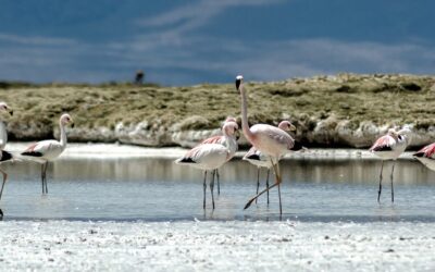 Actividad irregular de empresa minera Quiborax S.A. amenaza la subsistencia de tres especies de flamencos en el Salar de Surire ubicado en la Región de Arica y Parinacota