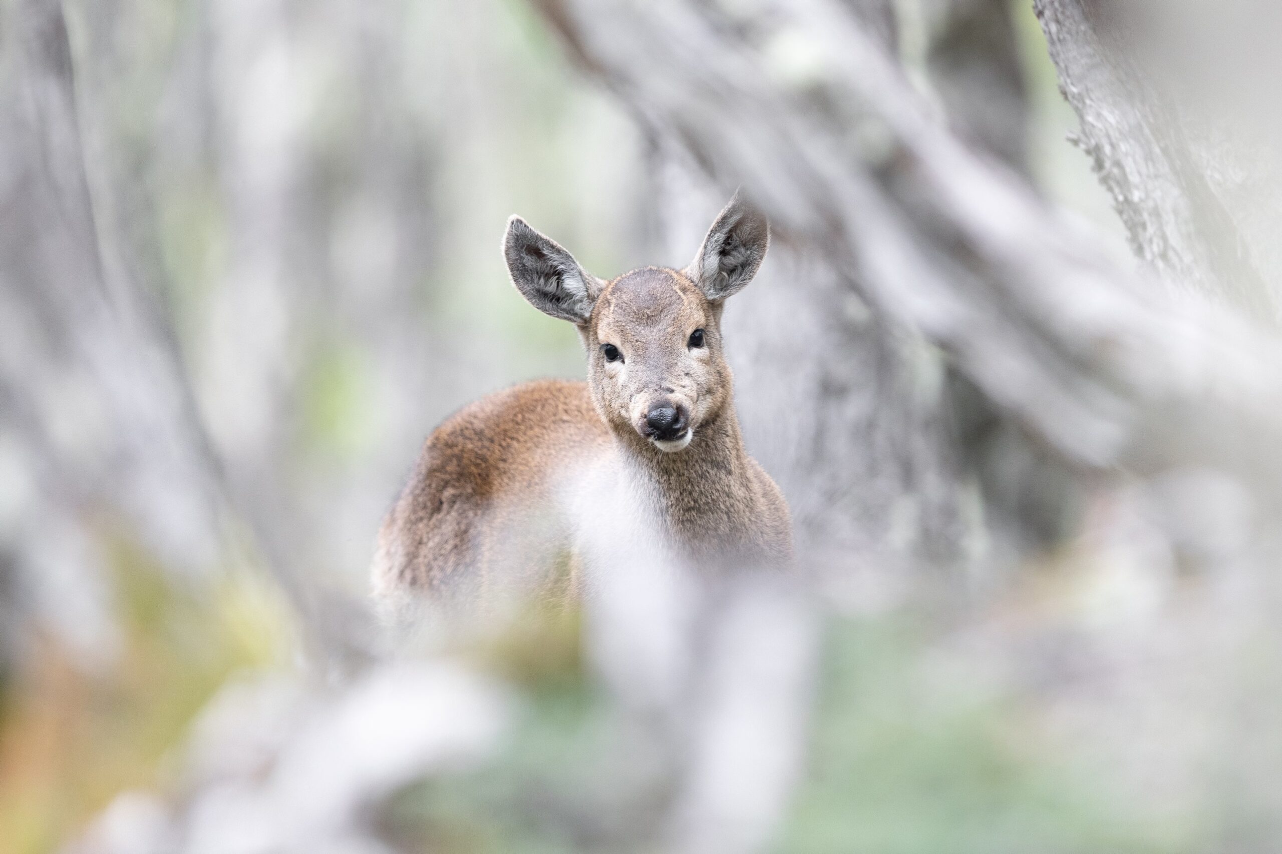 Huemul como figura de protección / Francisco Espildora