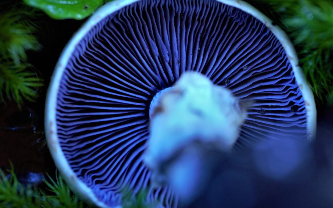 Dinelly Soto, divulgadora científica chilena y recolectora de hongos silvestres comestibles: “El conocimiento es poder y no se comparte, ese es el error que estamos cometiendo”