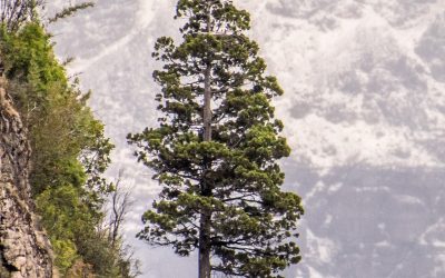 Bosques de la patagonia chilena almacenan el doble de carbono por hectárea que los bosques del amazonas