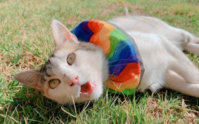 Collares para gatos: el necesario accesorio para que nuestros michis dejen de cazar aves