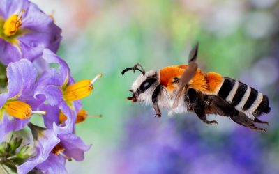 Abeja Caupolicana: la desconocida abeja endémica de chile, considerada una de las más hermosas del mundo