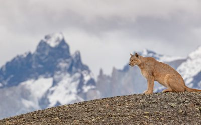 Parque Nacional Torres del Paine, la cuna del puma chileno al “Fin del mundo”