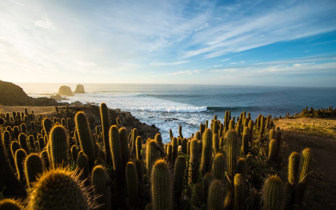 ¡Tremendo! Punta de Lobos será sede del campeonato de olas grandes más importante de Sudamérica