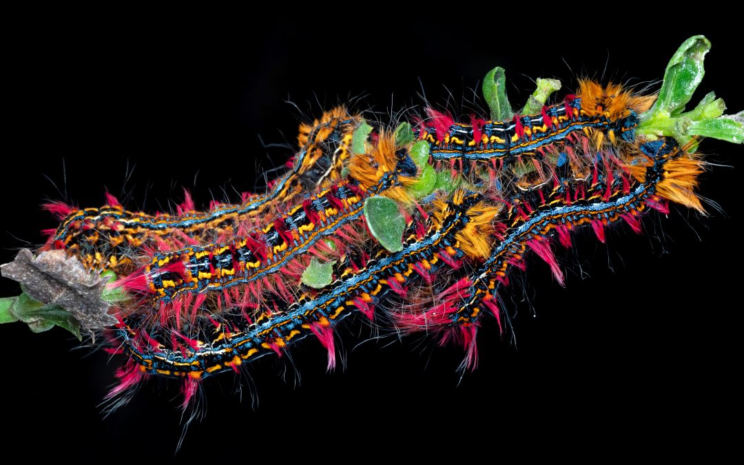 La trayectoria de Eduardo Muñoz, fotógrafo chileno de 25 años y difusor del turismo fotográfico: “Hay mundos gigantes por mostrar en la naturaleza”