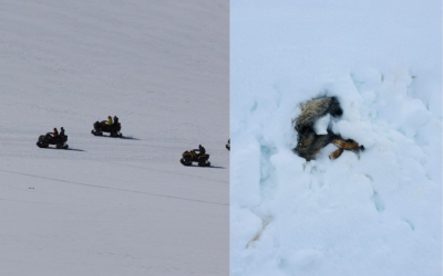 Conaf denunció fauna muerta, daños por fiestas e ingreso de motos de nieve en Reserva Nacional Malalcahuello