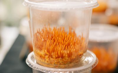 El beneficioso Cordyceps, el hongo que está redefiniendo la salud natural moderna