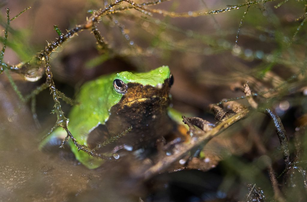 “Neomelia”, el fabuloso cuidado paternal de la ranita de Darwin durante el proceso la gestación: “No se conoce otra especie que haga algo de esta naturaleza”