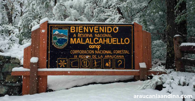 reserva-nacional-malalcahuello-araucania-andina Rupestre y sus cachorros