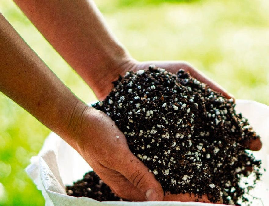 Consejos para cuidar tus plantas en temporada de otoño e invierno