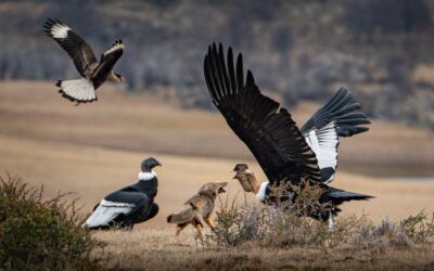 Javier Mery: capturando la esencia de la Patagonia salvaje