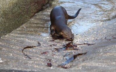 Fundación Lontra: la lucha por la rehabilitación de chungungos en la Región de Valparaíso