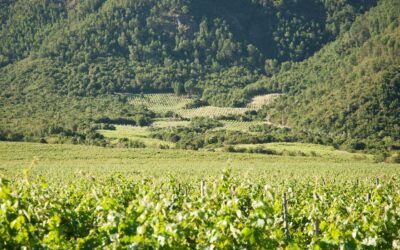 Coyam 2021, el vino con el que se dio inicio a la viticultura orgánica y biodinámica en Chile