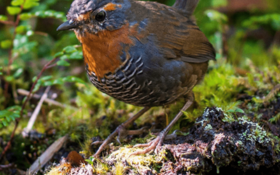 ¡No te lo pierdas! Este 9 y 10 de noviembre se celebra el Día de la Fauna Chilena, un evento totalmete gratuito