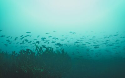 Una iniciativa de Fundación Capital Azul: por primera vez fotógrafos captaron imágenes de refugios marinos de la Quinta Región para fomentar su protección