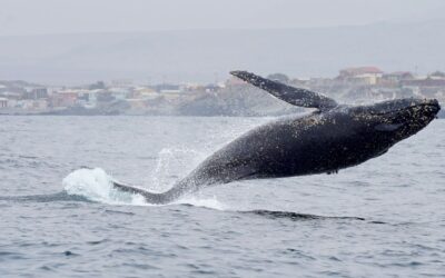 Chile hogar de gigantes marinos: ¿Dónde es posible ver ballenas?
