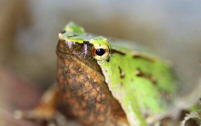 ¡Esperanza para la Ranita de Darwin! Nacen 33 crías de esta singular especie chilena en el Zoológico de Londres tras histórico rescate