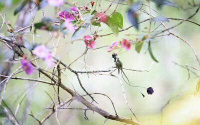 ¡Increíble! El encuentro de un fotógrafo con el colibrí cola de espátula, una asombrosa especie del Amazonas compleja de avistar