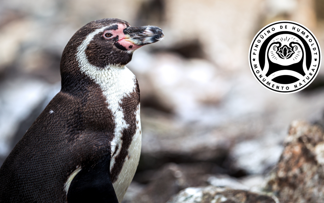 ¡Todos pueden firmar! Campaña #EsMásQueUnPingüino busca reincorporar al pingüino de Humboldt como Monumento Natural