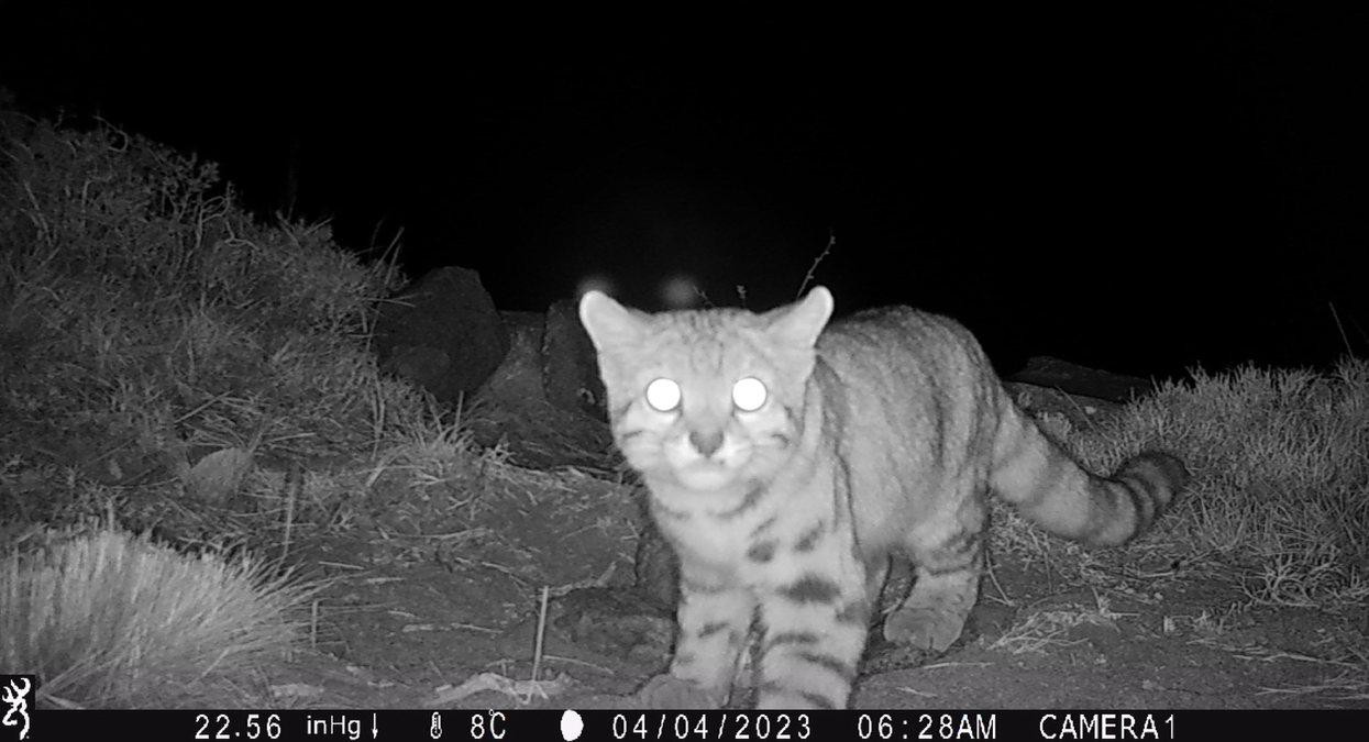 Gato