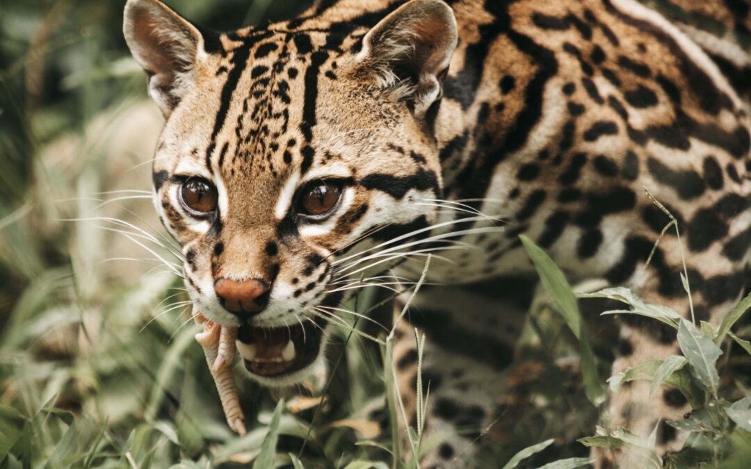 El ocelote: el felino resiliente que habita los bosques de Costa Rica