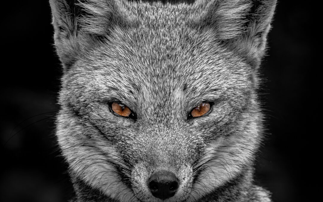 “Paraíso Wild”: la serie de Javier Mery que invita a redescubrir la naturaleza más profunda e indómita de Chile, pronto por Canal 13C