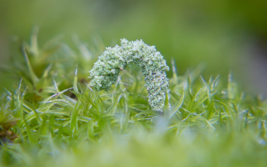 ¡Asombroso! Conoce a esta diminuta larva que se esconde en los líquenes e intriga al mundo científico