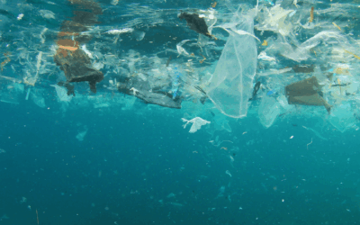 Día Internacional de la Limpieza de Playas: un recordatorio sobre cómo el impacto de nuestras acciones cotidianas comienza en las orillas de cada río