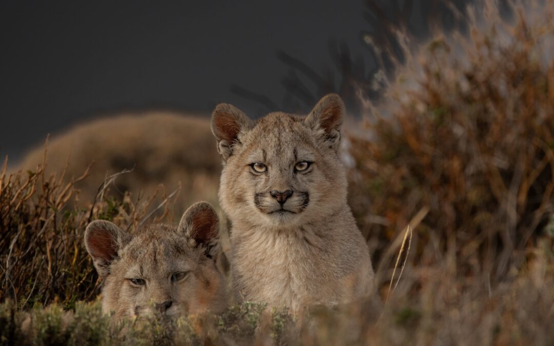Votación Concurso de Fotografía Mamíferos de Latinoamérica