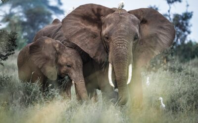 Clara Murillo, la fotógrafa chilena que vive el sueño de vivir con paisajes salvajes en la sabana africana