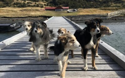 El barbucho magallánico: la historia de la peculiar raza local de perros ovejeros que protegen la vida rural patagónica y mantienen su memoria