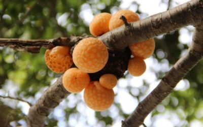 ¿Sabías que el digüeñe podría cuidar tu memoria? Equipo de investigadores chilenos descubrió en este hongo compuestos capaces de combatir el Alzheimer