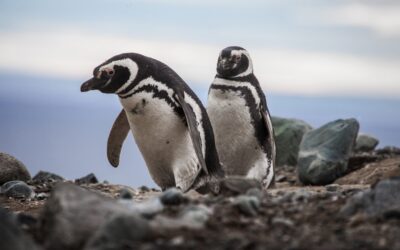 Población de pingüinos de Magallanes en la Isla Magdalena cae más de un 85%: expertos piden revisar las condiciones de visitas y turismo en el territorio