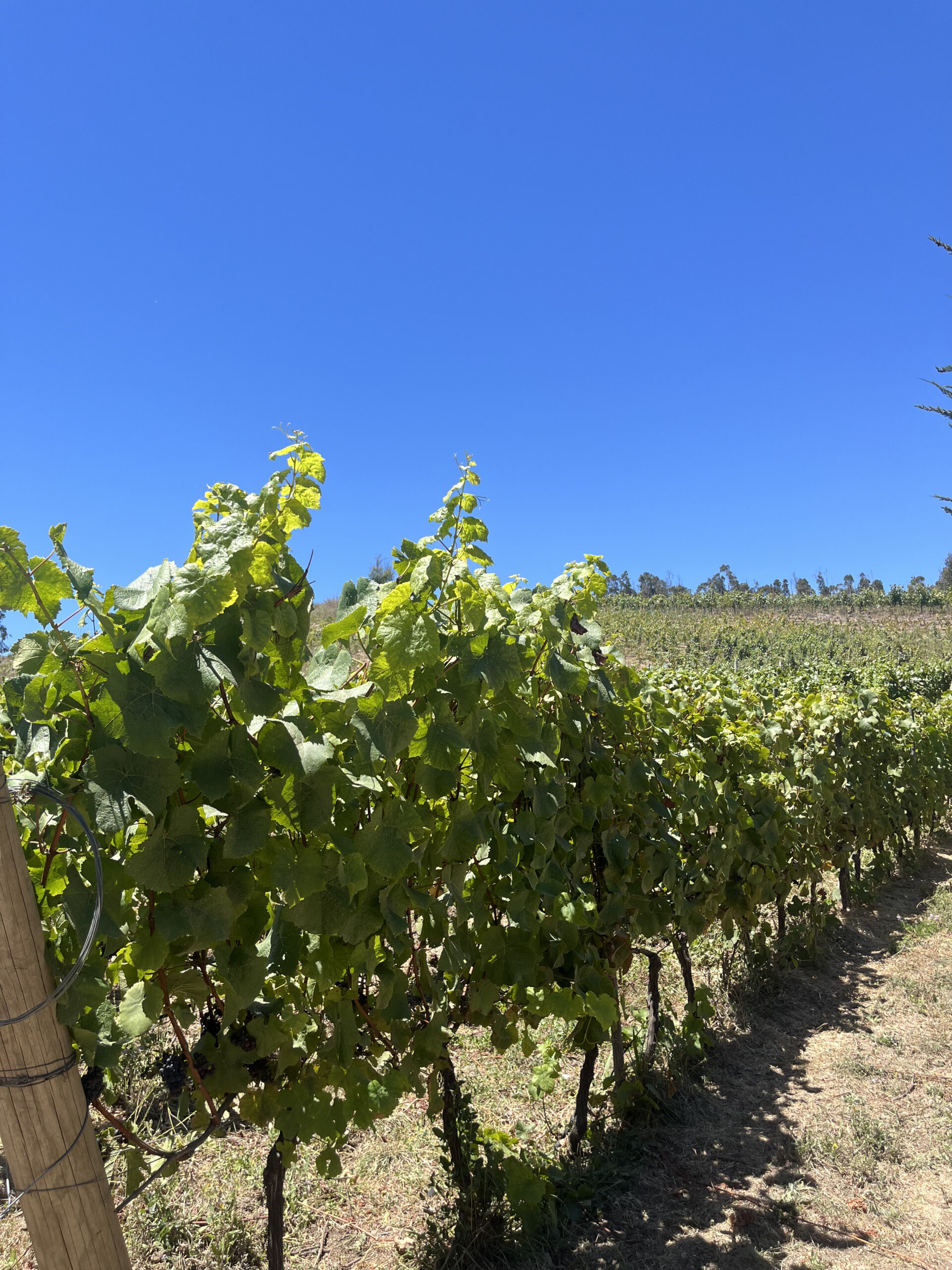 El fundador de Patagonia, Yvon Chouinard, donó la propiedad de la compañía para combatir la crisis climática global