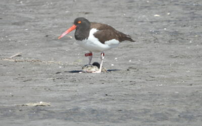 Histórico registro en la desembocadura del río Maipo: seis pilpilenes completan su desarrollo y logran volar