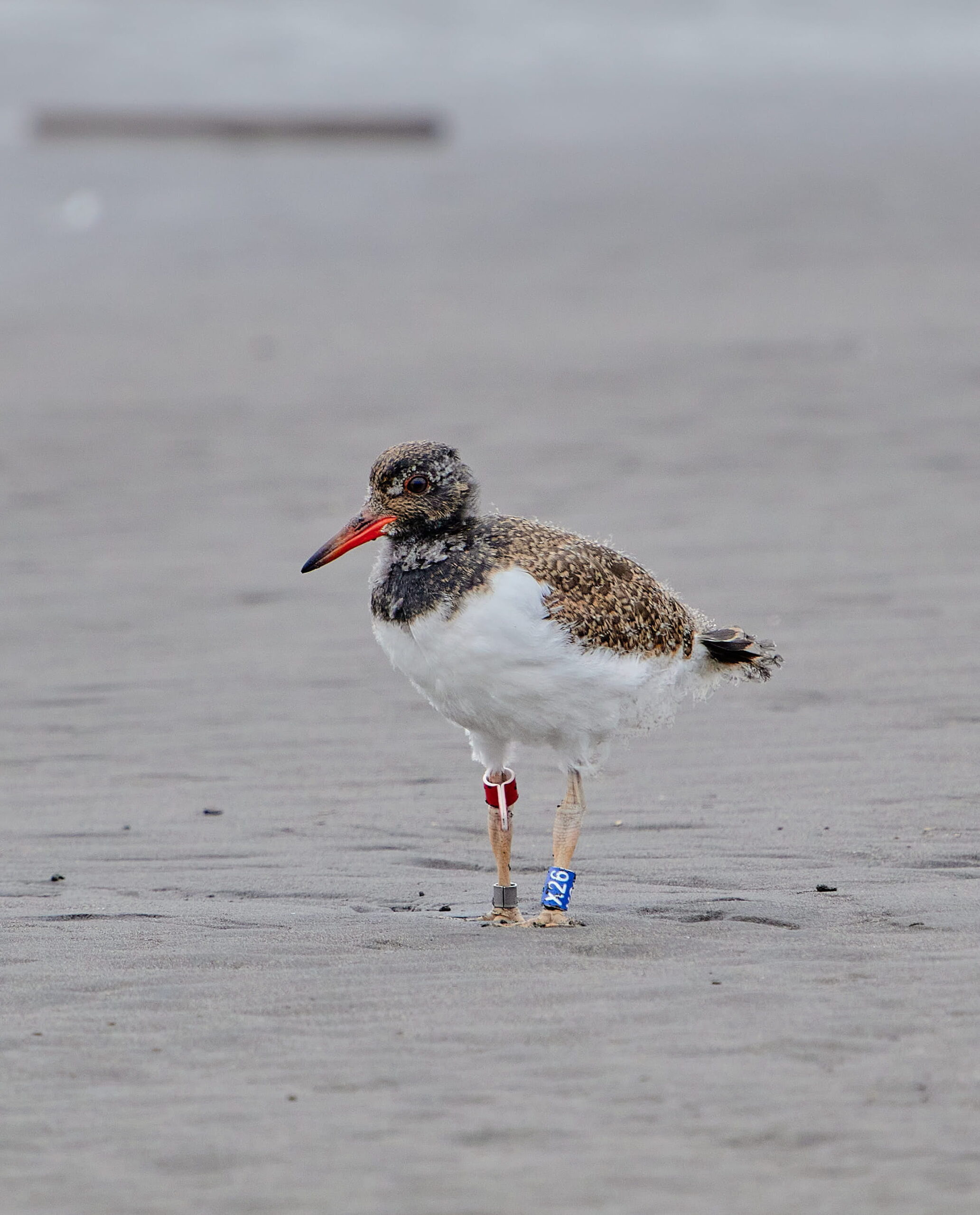 El fundador de Patagonia, Yvon Chouinard, donó la propiedad de la compañía para combatir la crisis climática global