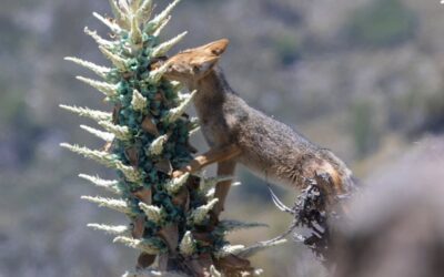 ¡Increíble trabajo! Registran la interacción entre un zorro culpeo y un Chagual en la cordillera de Santiago