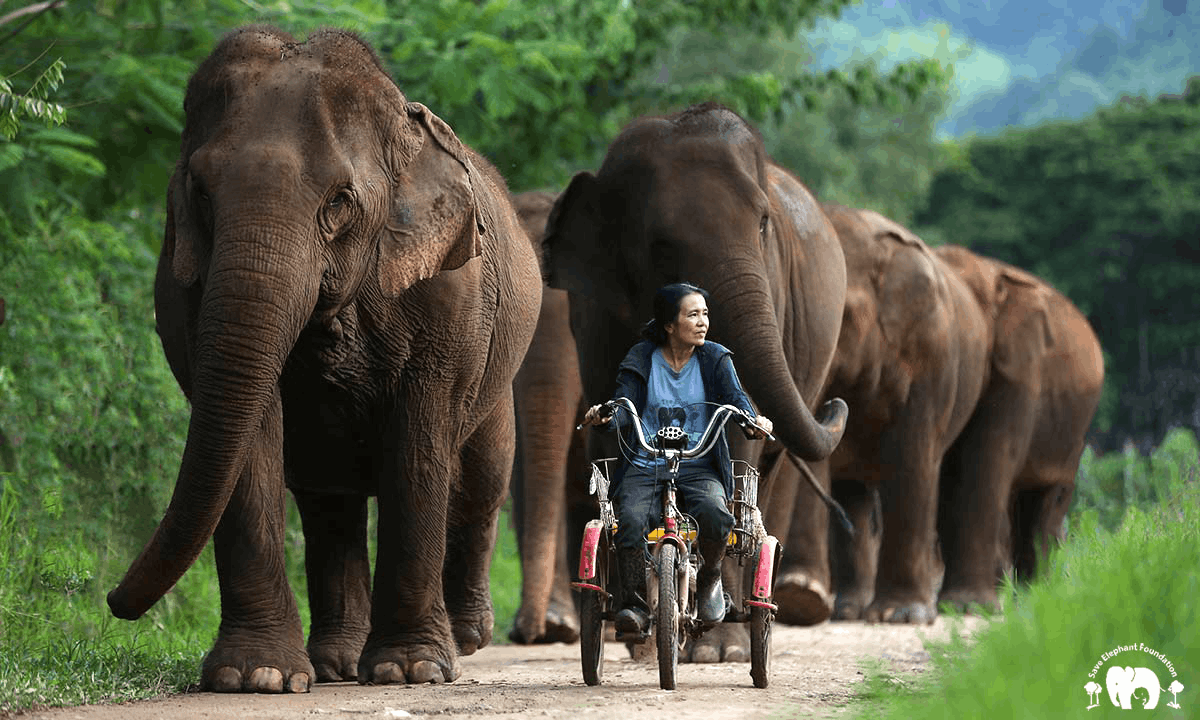 El fundador de Patagonia, Yvon Chouinard, donó la propiedad de la compañía para combatir la crisis climática global