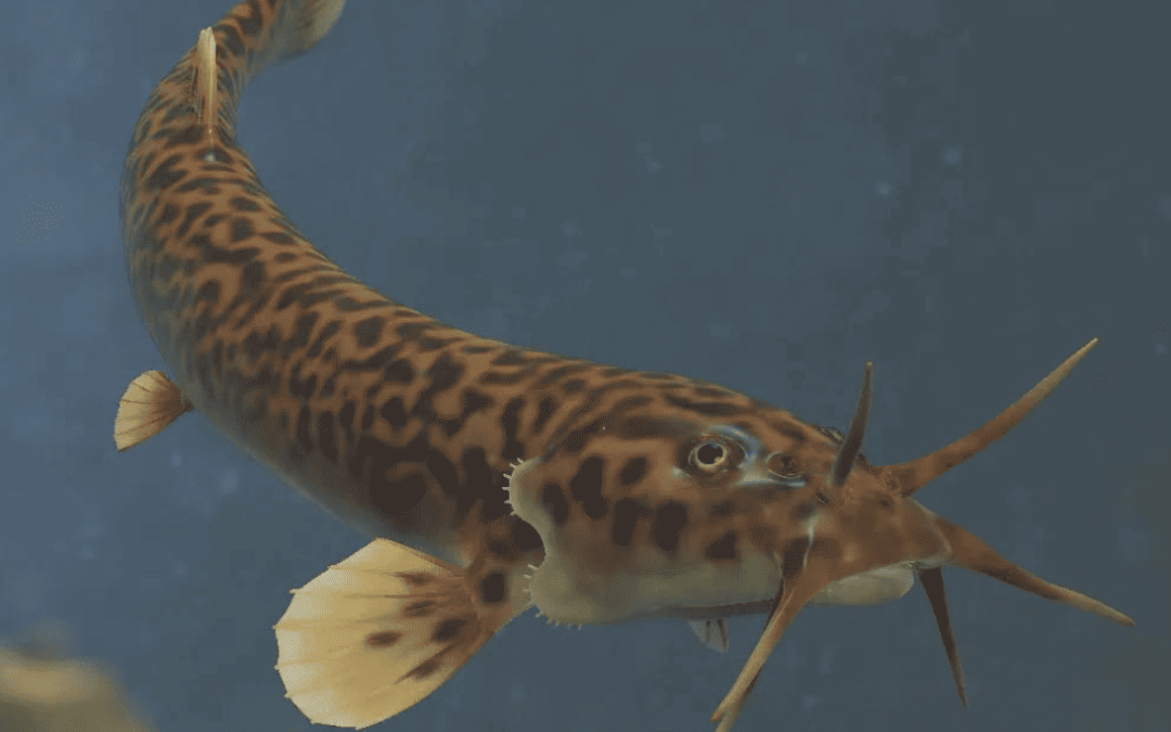 ¡Buenas noticias! El río Mapocho tiene vida y el pez bagrecito lo confirma