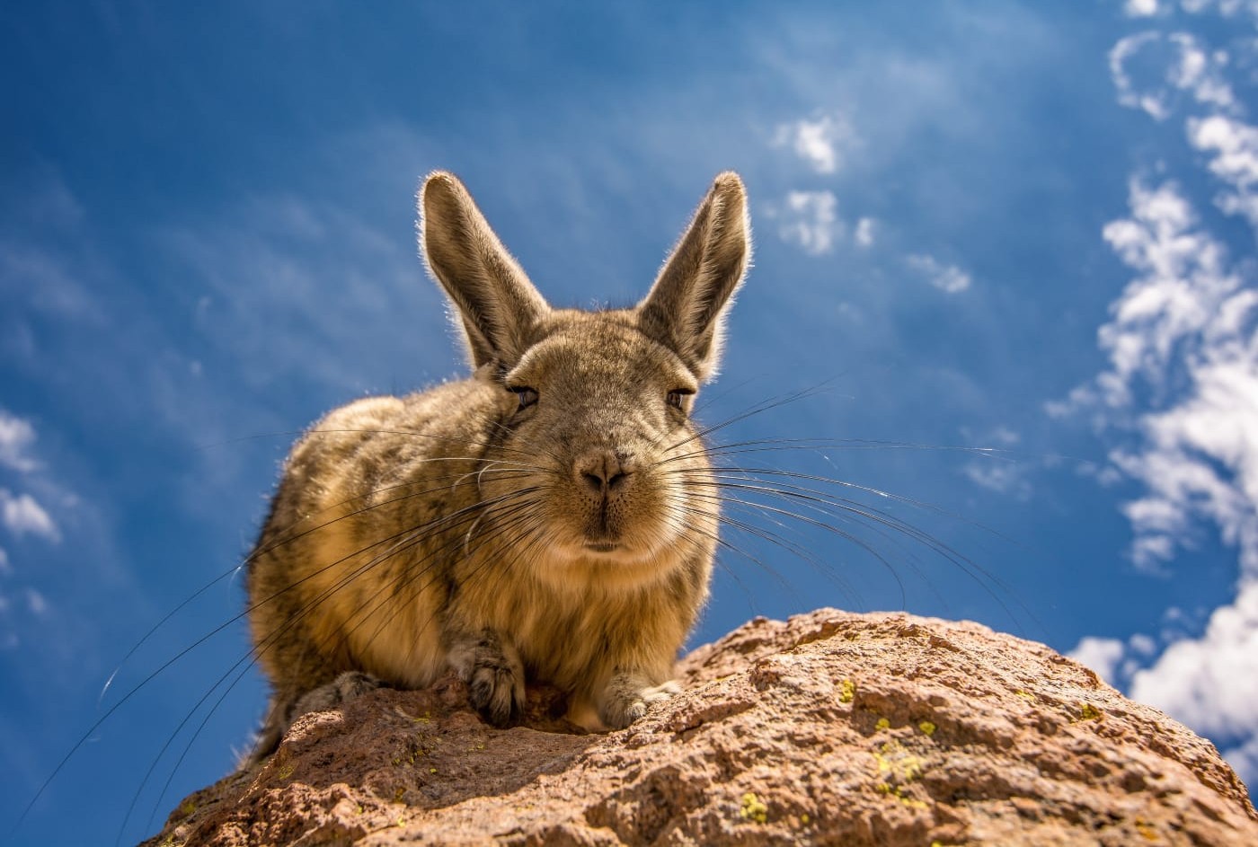 El fundador de Patagonia, Yvon Chouinard, donó la propiedad de la compañía para combatir la crisis climática global
