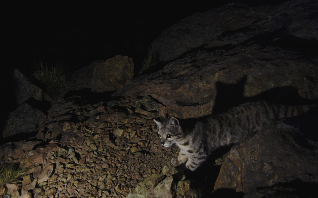 El “fantasma de los Andes”: la cruzada por conservar al gato andino, el felino más amenazado de América