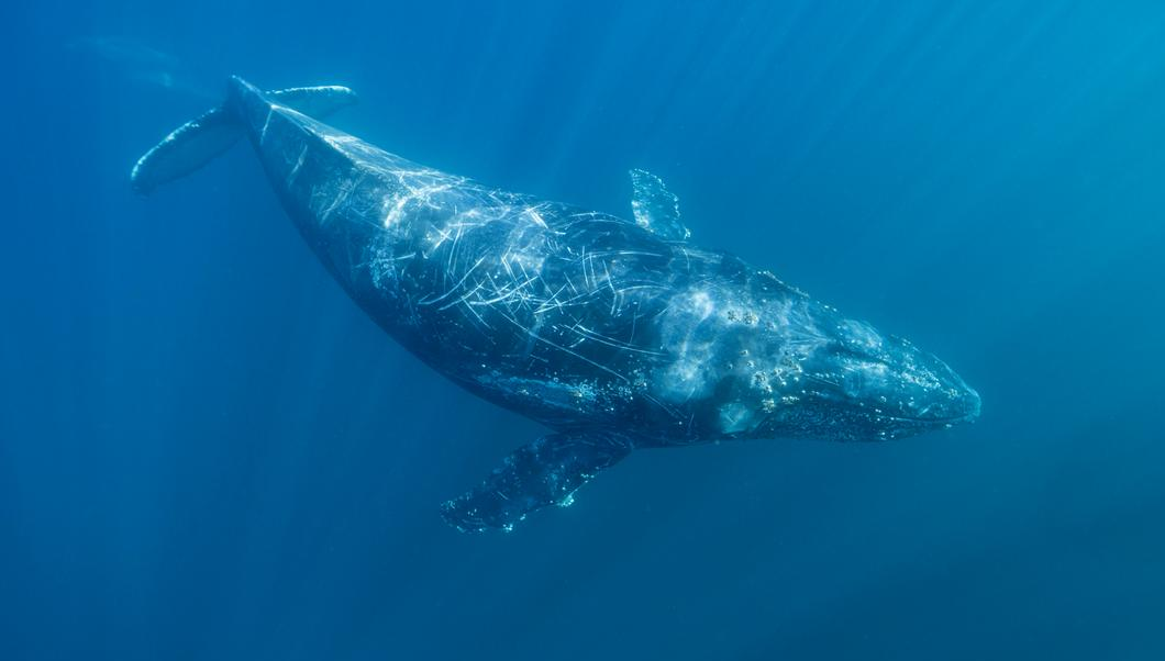 El fundador de Patagonia, Yvon Chouinard, donó la propiedad de la compañía para combatir la crisis climática global