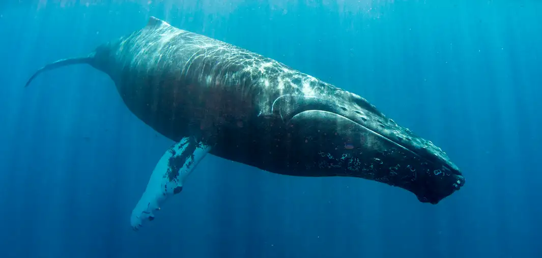El fundador de Patagonia, Yvon Chouinard, donó la propiedad de la compañía para combatir la crisis climática global
